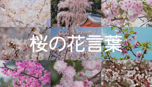 種類別でわかる桜(サクラ)の花言葉の意味一覧