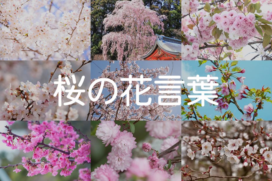 種類別でわかる桜(サクラ)の花言葉の意味一覧