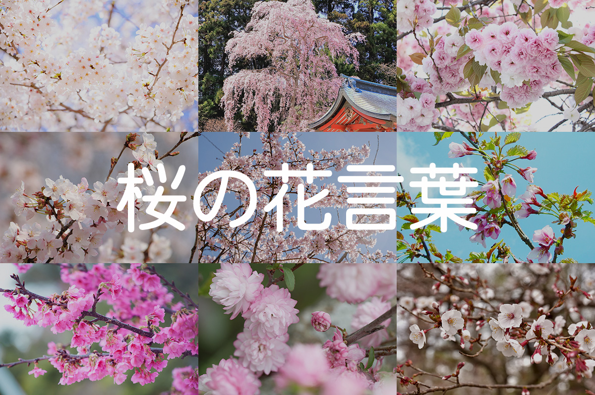 言葉 さくら 花 【桜（サクラ）の花言葉特集】品種別に意味や由来をご紹介！西洋の花言葉も！