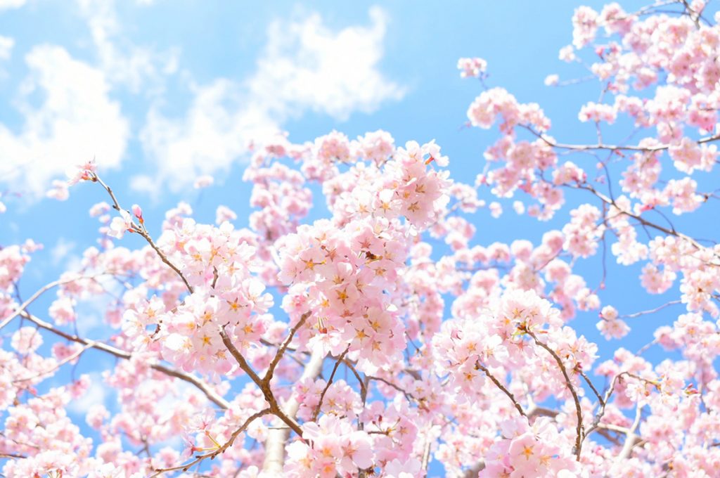 桜(さくら)の由来・語源。実はひとつだけじゃなかった！？