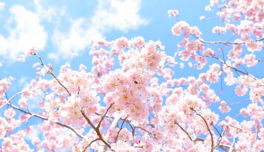 【ひとつじゃない桜の由来・語源】お花見の歴史や漢字の成り立ちについても紹介