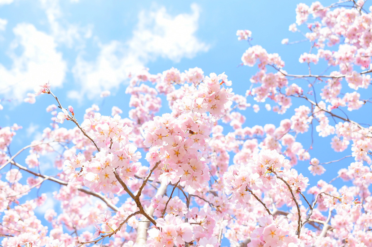 ひとつじゃない桜の由来 語源 お花見の歴史や漢字の成り立ちについても紹介 きざむマガジン