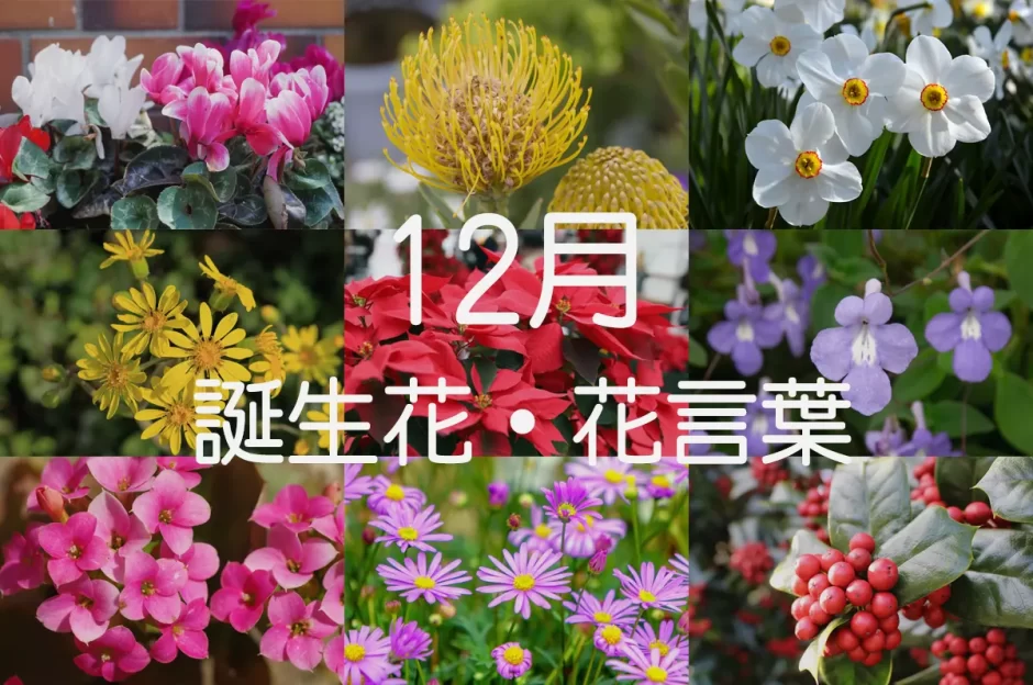 12月の誕生花一覧 ギフトにぴったりな花言葉も紹介 きざむマガジン