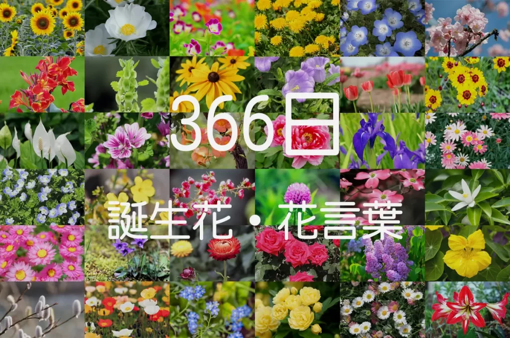【もらってうれしい花言葉】366日誕生花一覧