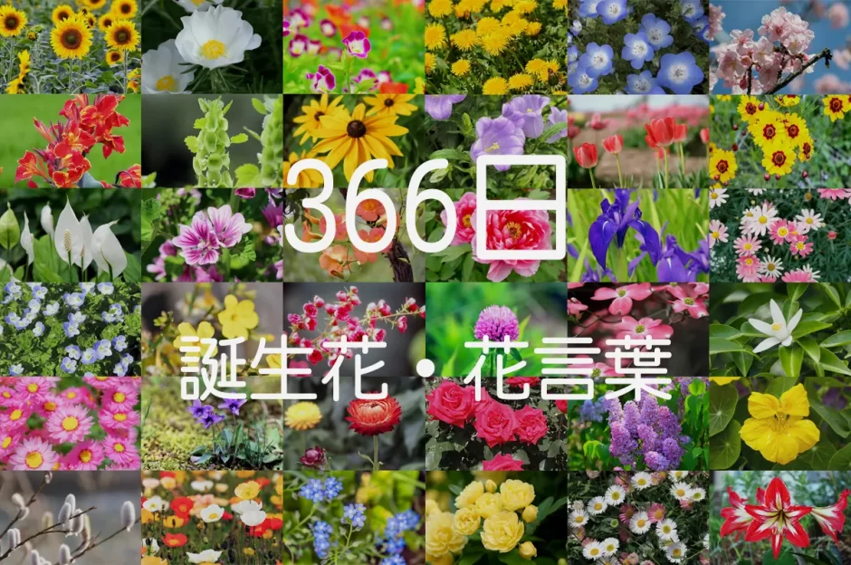 もらってうれしい花言葉 366日誕生花一覧 きざむマガジン