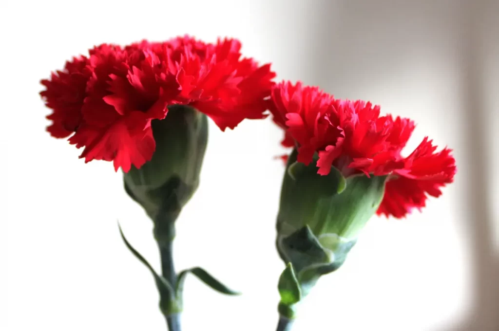 プロポーズの花束に向いている花：カーネーション