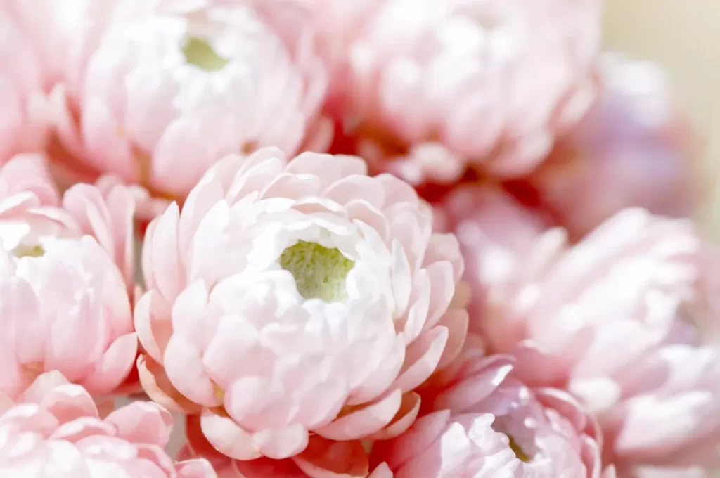 プロポーズの花束に向いている花：ヘリクリサム