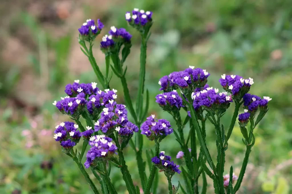 11月の誕生花一覧 ギフトにぴったりな花言葉も紹介 きざむマガジン