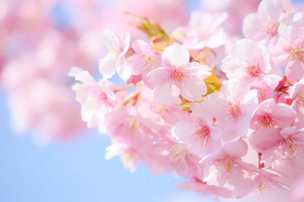 桜の日（さくらの日）とは