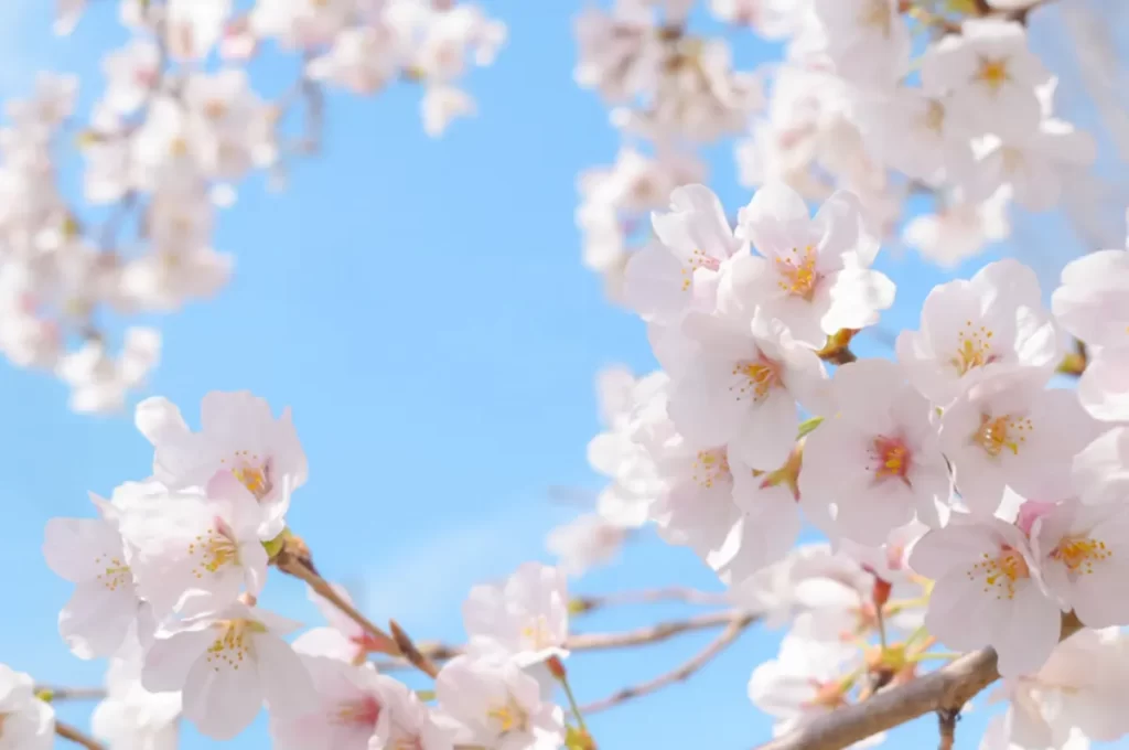 桜に関する豆知識