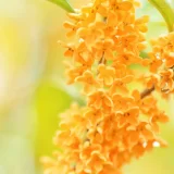 【金木犀の花言葉とは？】開花時期やおすすめの香りアイテム7選