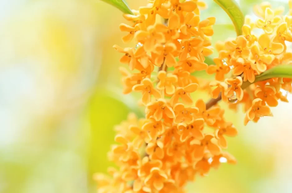 【金木犀の花言葉とは？】開花時期やおすすめの香りアイテム7選