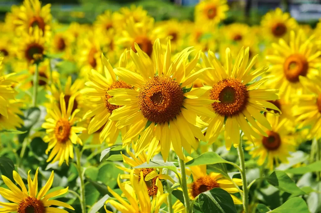 ひまわりの花言葉